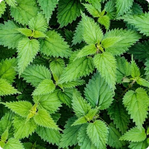 20 Stinging Nettle Bare Roots - Organic Urtica dioica Live Plants - Image 4