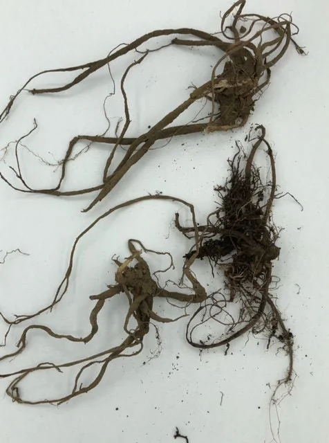 20 Stinging Nettle Bare Roots - Organic Urtica dioica Live Plants - Image 7