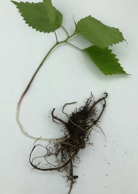 20 Stinging Nettle Bare Roots - Organic Urtica dioica Live Plants - Image 8