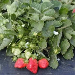 20 Sweet Charlie Strawberry Bare Roots - Fragaria, June-Bearing, Zones 5-9 - Image 2