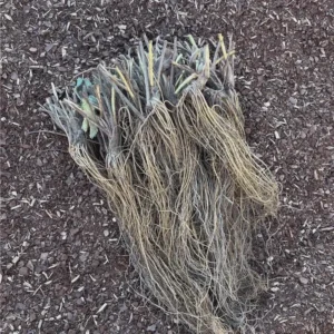 20 Sweet Charlie Strawberry Bare Roots - Fragaria, June-Bearing, Zones 5-9 - Image 3