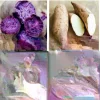 20 Sweet Potato Slips Variety Pack - Beauregard, White, Purple, Red Japan for Planting - Image 1