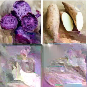 20 Sweet Potato Slips Variety Pack - Beauregard, White, Purple, Red Japan for Planting - Image 1