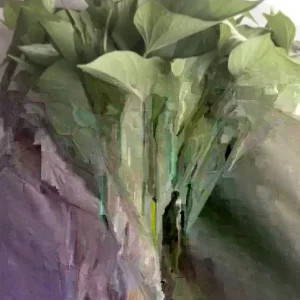 20 Sweet Potato Slips Variety Pack - Beauregard, White, Purple, Red Japan for Planting - Image 4