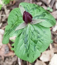 20 Toadshade Trillium Bulbs - Sessile Trillium for Shade Gardens, Zones 3-9 - Image 1