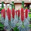20 Tower of Jewels Seeds (Echium Wildpretii) - Perennial Hummingbird Flower - Image 1