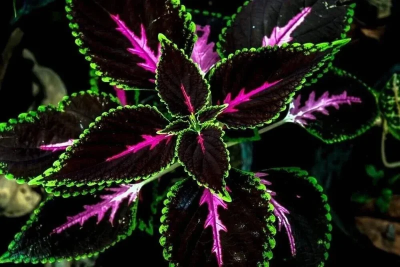 20 Tri-Color Coleus Seeds - Pink, Black & Green Foliage - Easy Grow Ornamental Perennial - Image 3