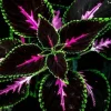 20 Tri-Color Coleus Seeds - Pink, Black & Green Foliage - Easy Grow Ornamental Perennial - Image 1