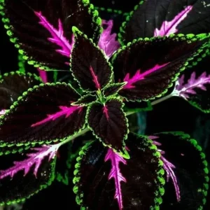 20 Tri-Color Coleus Seeds - Pink, Black & Green Foliage - Easy Grow Ornamental Perennial - Image 1