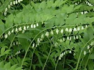 20 True Solomon's Seal Bare Root Plants - Native Wildflower Polygonatum Biflorum - Image 10