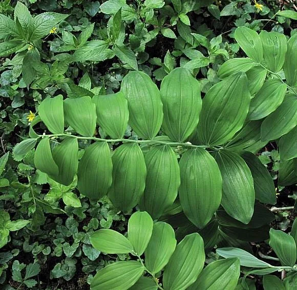 20 True Solomon's Seal Bare Root Plants - Native Wildflower Polygonatum Biflorum - Image 5