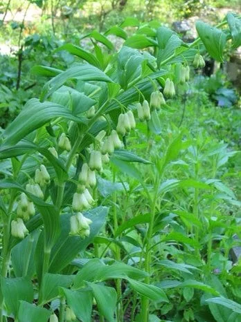 20 True Solomon's Seal Bare Root Plants - Native Wildflower Polygonatum Biflorum - Image 7