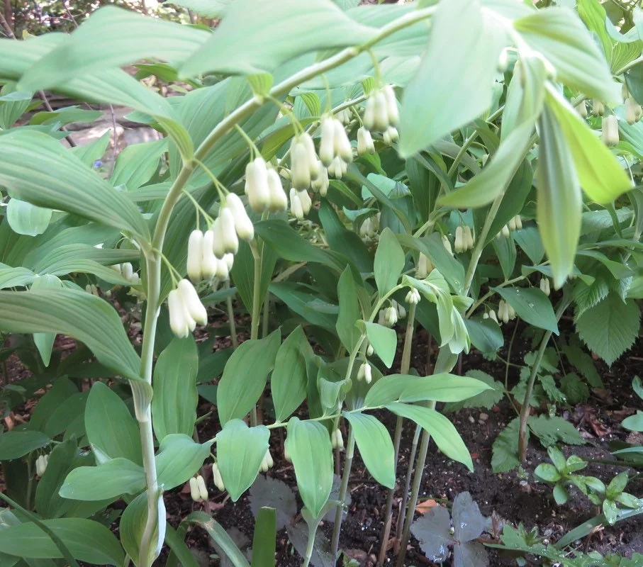 20 True Solomon's Seal Bare Root Plants - Native Wildflower Polygonatum Biflorum - Image 1