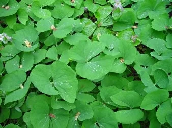 20 Twinleaf Bare Roots - Organic Jeffersonia Diphylla Wildflower Plant - Image 6