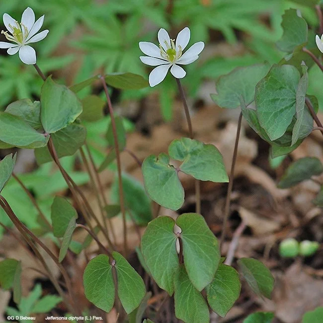 20 Twinleaf Bare Roots - Organic Jeffersonia Diphylla Wildflower Plant - Image 7