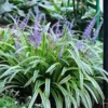 20 Variegated Monkey Grass Bare Roots - Liriope muscari 'Variegata' - Outdoor Perennial - Image 1