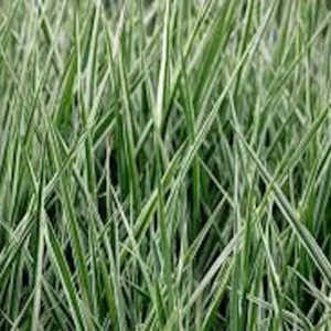 20 Variegated Monkey Grass Bare Roots - Liriope muscari 'Variegata' - Outdoor Perennial - Image 2