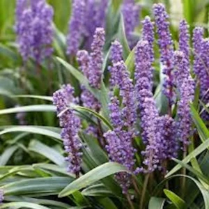 20 Variegated Monkey Grass Bare Roots - Liriope muscari 'Variegata' - Outdoor Perennial - Image 3