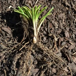 20 Variegated Monkey Grass Bare Roots - Liriope muscari 'Variegata' - Outdoor Perennial - Image 4
