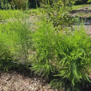 20 Viking KB3 Asparagus Bare Roots - Hardy Heirloom Vegetable Plant - Image 3