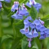 20 Virginia Bluebell Bulbs (Mertensia Virginica) - Hardy Wildflower - Image 1