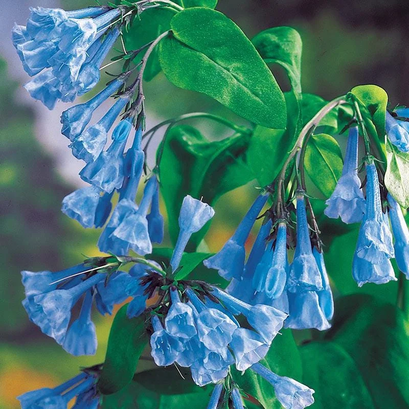 20 Virginia Bluebell Bulbs (Mertensia Virginica) - Hardy Wildflower - Image 3