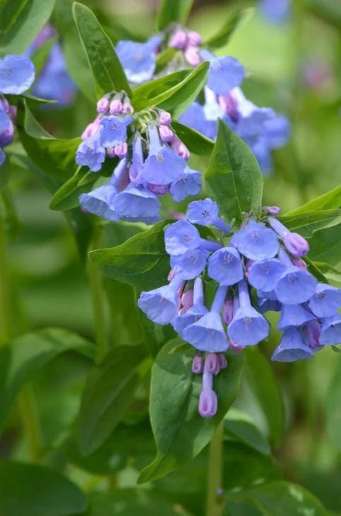 20 Virginia Bluebell Bulbs (Mertensia Virginica) - Hardy Wildflower - Image 1