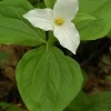 20 White Trillium Grandiflorum Bulbs - Large Showy Wildflower Plants - Image 1