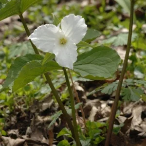 20 White Trillium Grandiflorum Bulbs - Large Showy Wildflower Plants - Image 2