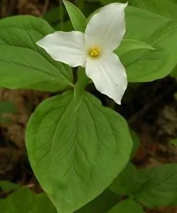 20 White Trillium Grandiflorum Bulbs - Large Showy Wildflower Plants - Image 1