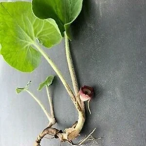 20 Wild Ginger Bare Root Plants - Asarum Canadense Native Wildflower - Image 10