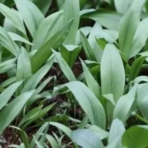 20 Wild Ramps Bulbs - Bare Root Wild Leeks (Allium tricoccum) for Planting - Image 5