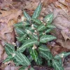 20 Wintergreen Plants Chimaphila Maculata Live Groundcover - Image 1