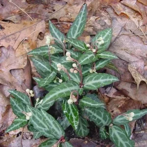 20 Wintergreen Plants Chimaphila Maculata Live Groundcover - Image 1