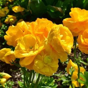 20 Yellow Ranunculus Flower Bulbs - Jumbo Size, Perennial, Zones 8-10 - Image 1