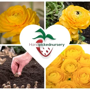 20 Yellow Ranunculus Flower Bulbs - Jumbo Size, Perennial, Zones 8-10 - Image 6