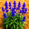 200+ Blue Sage Seeds - Mosquito Repellent Heirloom Herb Perennial - Image 1