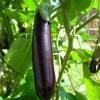 200+ Chinese Long Purple Eggplant Seeds - Asian Aubergine Vegetable Seed Pack - Image 1