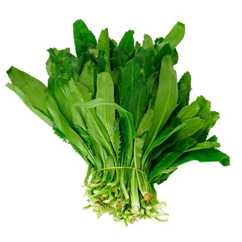 200+ Cilantro Coriander Culantro Ngò Gai Seeds - Non-GMO Herb Seeds for Indoor/Outdoor Planting - Image 1