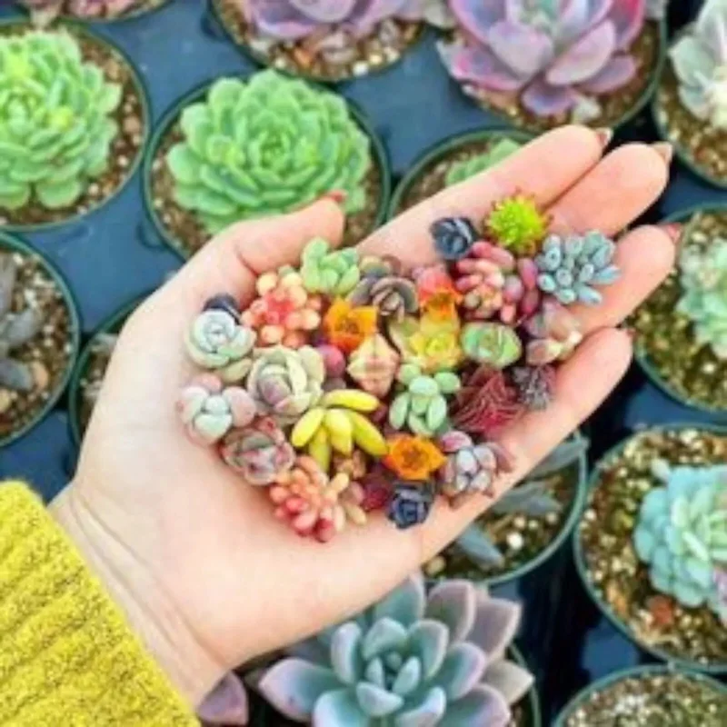 200 Mixed Succulent Seeds - Beautiful & Colorful Collection for Garden, Indoor & Outdoor - Image 2