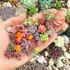 200 Mixed Succulent Seeds - Beautiful & Colorful Collection for Garden, Indoor & Outdoor - Image 1