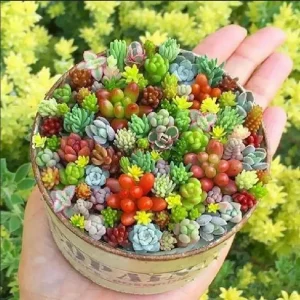 200 Mixed Succulent Seeds - Vibrant & Beautiful Collection for Indoor Gardening - Image 2