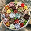 200 Mixed Succulent Seeds - Vibrant & Beautiful Collection for Indoor Gardening - Image 1