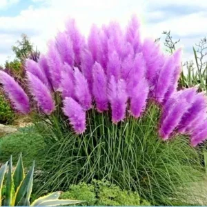 200 Purple Pampas Grass Seeds - Perennial Ornamental Flowering Grasses for Gardens - Image 2