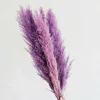 200 Purple Pampas Grass Seeds - Perennial Ornamental Flowering Grasses for Gardens - Image 1