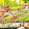 200 Sedum Seeds Spring Mix - Stonecrop Succulent Ground Cover Perennial - Image 1