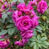 20pcs Purple Climbing Rose Seeds - Heirloom, Non-GMO, Outdoor - Image 1