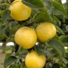 20th Century Asian Pear Tree - Live Plant - 4 Feet Tall - 3 Gallon Pot - Image 1