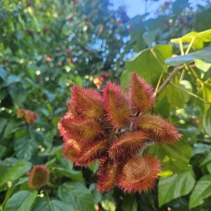 20x Annatto Lipstick Tree Seeds - Bixa orellana - Edible Dye & Landscaping - Image 1