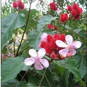 20x Annatto Lipstick Tree Seeds - Bixa orellana - Edible Dye & Landscaping - Image 4